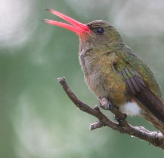 Birding Buenos Aires & the Parana Delta